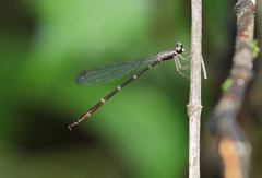 Drepanosticta sembilanensis