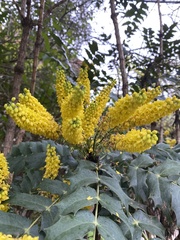 Berberis