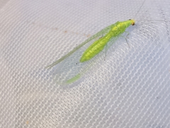 Pseudomallada flavifrons