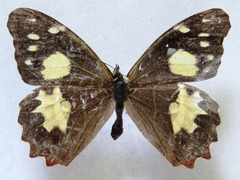 Oxeoschistus tauropolis tauropolis