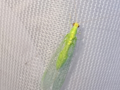 Pseudomallada flavifrons