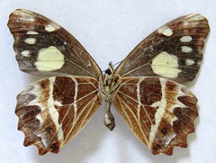 Oxeoschistus tauropolis tauropolis