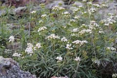 Stevia salicifolia