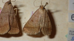 Zanclognatha lunalis