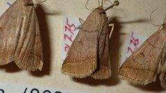 Zanclognatha lunalis