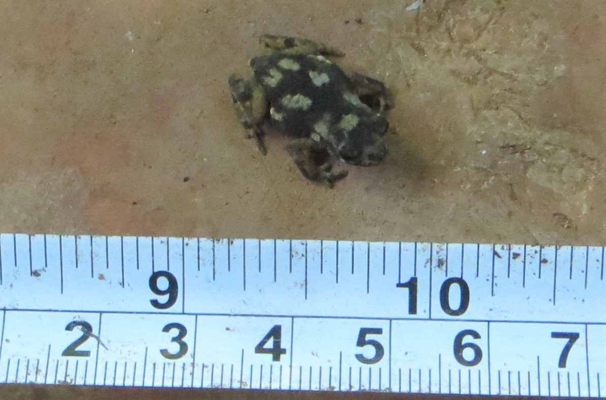 Mertensophryne micranotis (Loveridge, 1925)