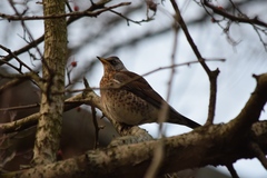 Turdus pilaris