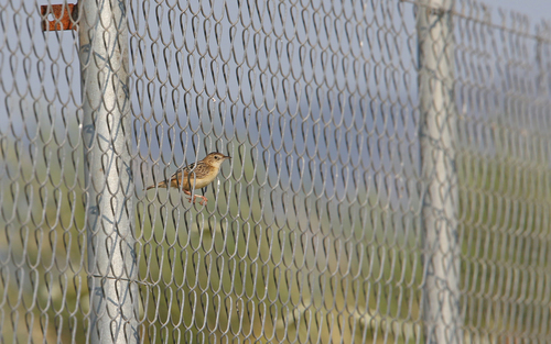 Cistícola buitrón (Cisticola juncidis)