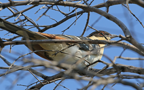 Críalo europeo (Clamator glandarius)