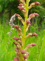 Disa brevicornis