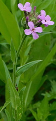 Hesperis matronalis
