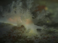 Dendronotus lacteus