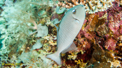 Xanthichthys auromarginatus