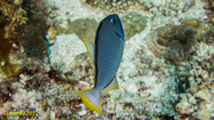 Xanthichthys auromarginatus