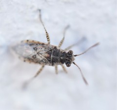 Brachycarenus tigrinus