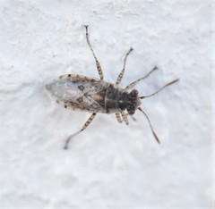 Brachycarenus tigrinus