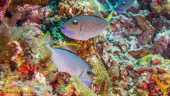 Xanthichthys auromarginatus