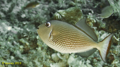 Xanthichthys auromarginatus