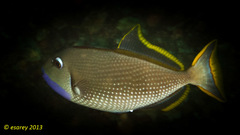Xanthichthys auromarginatus