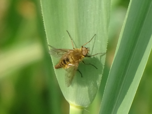 Common Stiletto, 9321 Peize, Nederland, photo 6 of 10