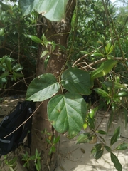 Canavalia cathartica