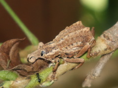 Leptopius nodicollis