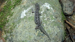 Cyrtodactylus semiadii