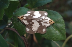 Nyctemera carissima