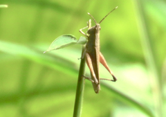 Phlaeoba antennata