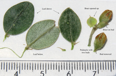Podalyria argentea