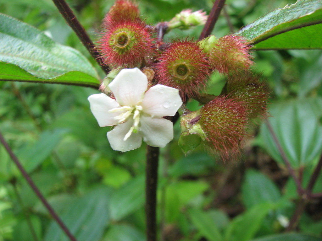 Melastoma cyanoides (Melastoma cyanoides)