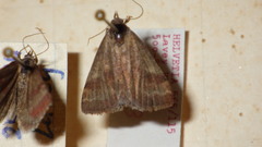 Phytometra viridaria