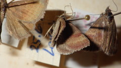 Phytometra viridaria