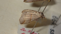 Colobochyla salicalis