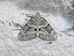 Thera contractata