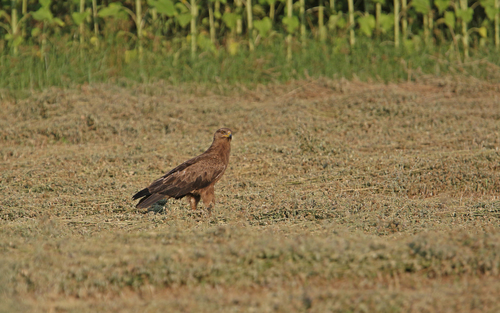Águila pomerana (Clanga pomarina)