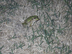 Ranoidea alboguttata