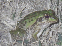 Ranoidea alboguttata