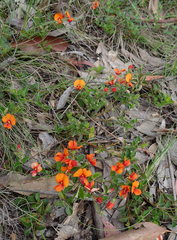 Podolobium procumbens