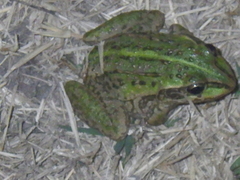 Ranoidea alboguttata