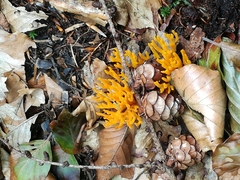 Calocera viscosa