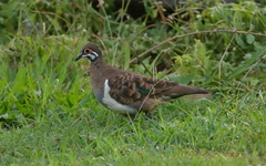 Geophaps scripta peninsulae