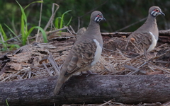Geophaps scripta peninsulae
