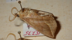 Calyptra thalictri