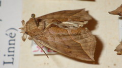 Calyptra thalictri