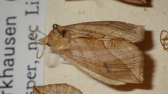 Calyptra thalictri