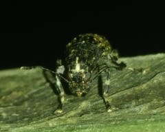 Piesocorynus mixtus