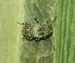 Piesocorynus mixtus