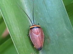 Ellipsidion reticulatum
