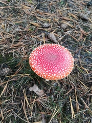 Amanita muscaria